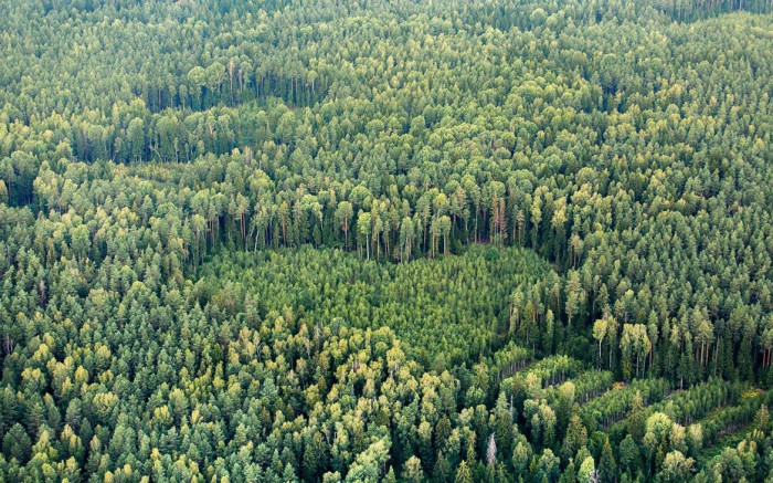 О проведении повторного конкурса по выбору исполнителей мероприятия подпрограммы 3 Государственной программы «Белорусский лес» на 2021 – 2025 годы